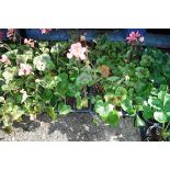 4 small trays of geraniums