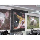 2225 2 unframed photographs of piglets and a photograph of Freddy Mercury