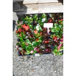 4 small trays of begonias