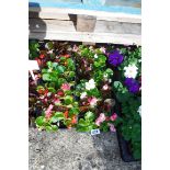 4 small trays of begonias