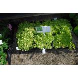 3 trays of lollo bionda lettuce