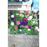 2 large trays of petunias