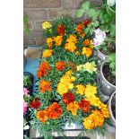 Tray of marigolds