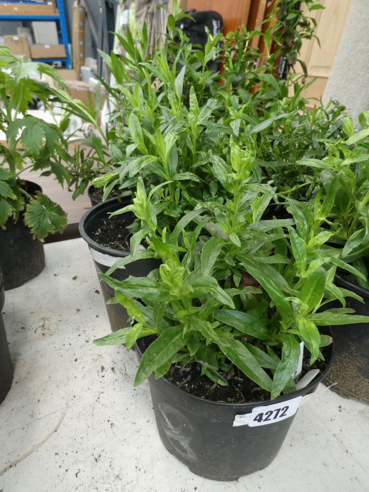 4283 Three potted Penstemon