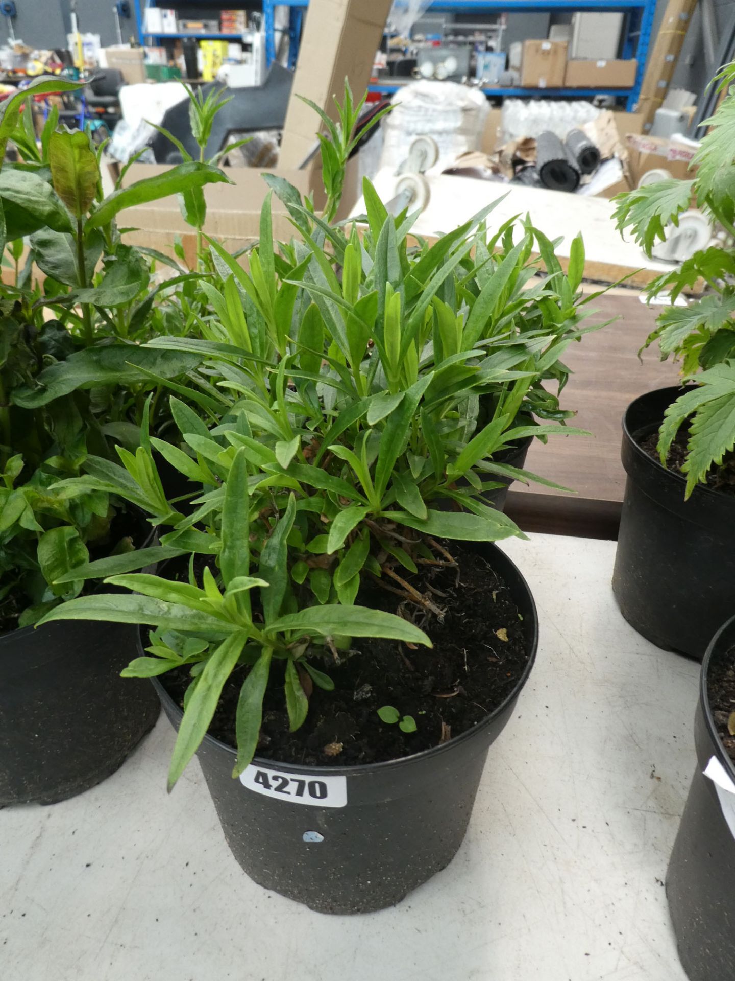 Two potted Phlox