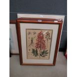 5 framed and glazed prints of flowers