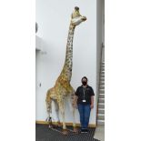 An exterior exhibition life-size figure modelled as a giraffe,