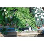 Tray of sweet pea plants