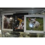 (2151) 2 framed photographs of piglets and 1 of Freddie Mercury