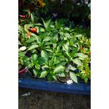 Large tray of mixed peppers
