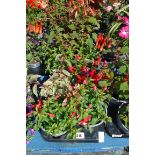 Tray of mixed fuchsias