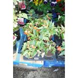 Tray of trailing begonias