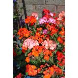 Tray of mixed geraniums