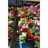 4x trays bedding Begonias