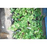 Tray of Cambridge Favourite Strawberry plants