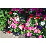 2x trays Petunias