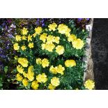 4x small trays yellow Marigolds