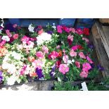 2x trays Petunias