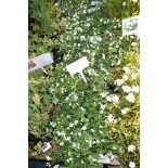 4x trays Topia Bacopa