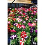 2x large trays Petunia