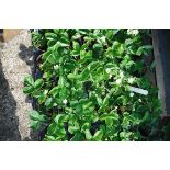 Tray of Honeyo Strawberry plants