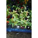 Tray of trailing begonias