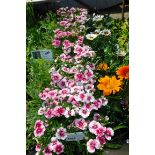 4x trays Dianthus