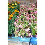 6 small trays of pink begonias