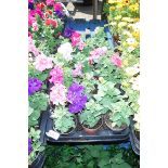 2x large trays double Petunias