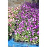 6 small trays of trailing rose lobelia