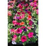 2x large trays Petunia