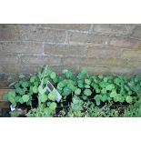 4x trays Wirly Bird nasturtium