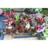 3 small trays of begonias