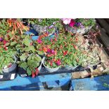 Tray of mixed fuchsias