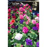 2x large trays double Petunias