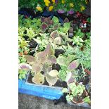 3 small trays of coleus