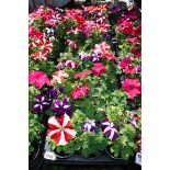 2x large trays Petunia