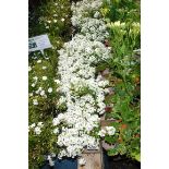 4x small trays Alyssum