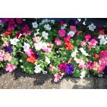 2x trays Petunias