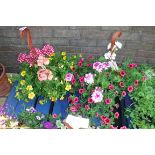 2 hanging baskets of mixed plants