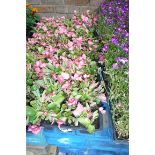 6 small trays of pink begonias