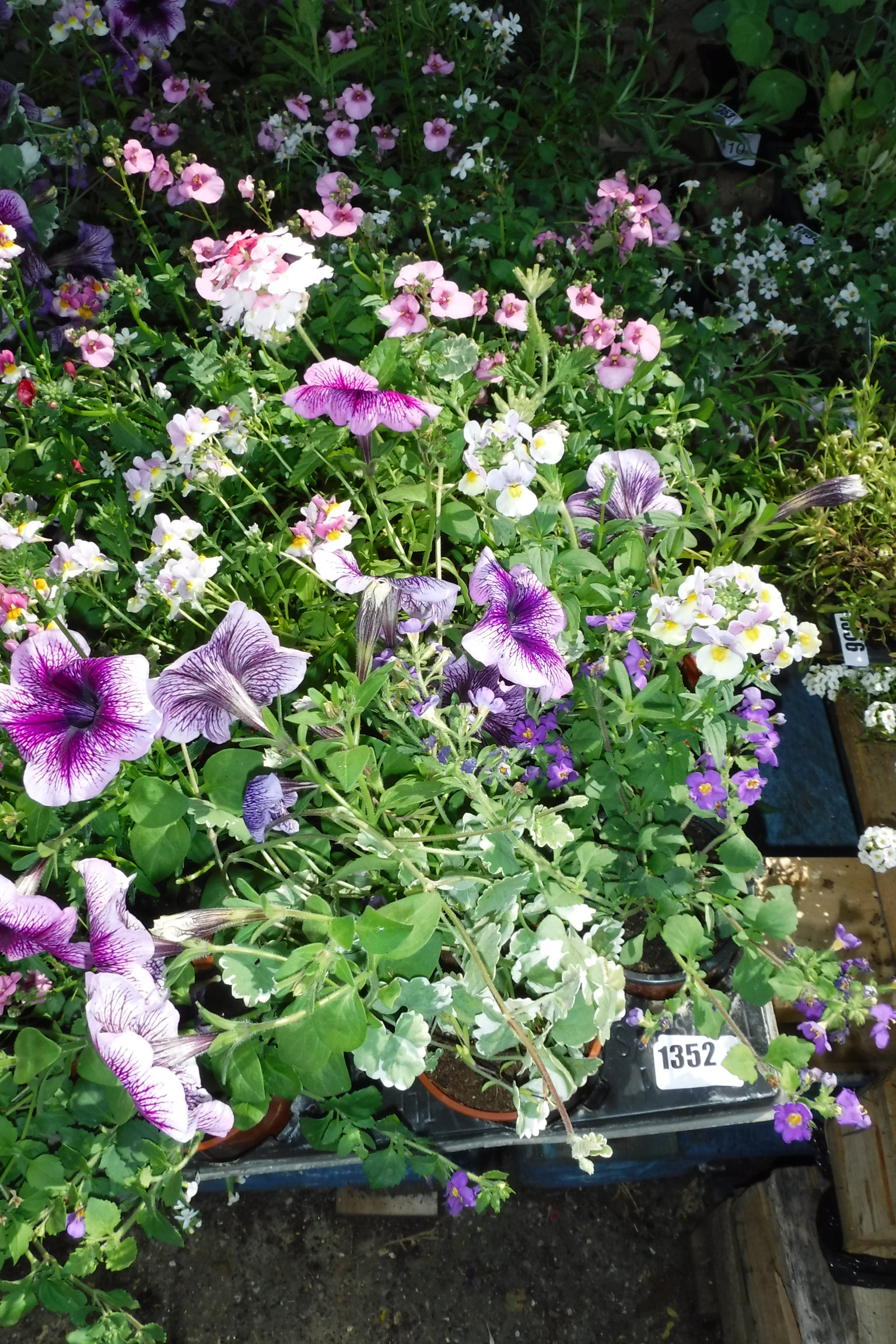 Tray containing mixed plants incl. verbena, calabretia, petunias, etc.