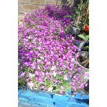 6 small trays of trailing rose lobelia