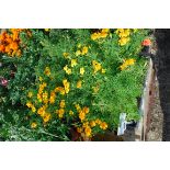 4x small trays Tagetes