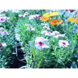 4 trays of dianthus