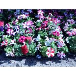 2x trays striped Petunia