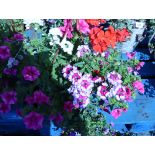 Hanging basket of mixed flowers