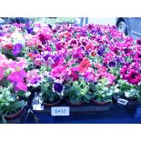 2 trays of petunias