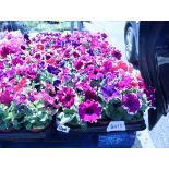 2 trays of petunias