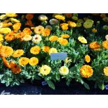 Tray of marigolds